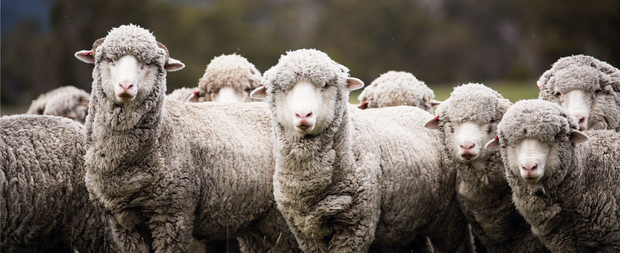 merino wool